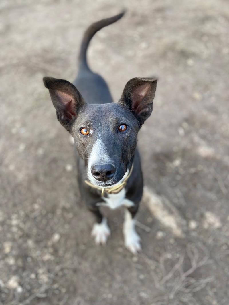 Patenschaften | Ein Herz für Hunde