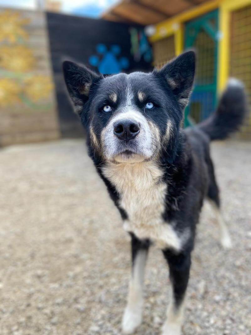 Patenschaften | Ein Herz für Hunde