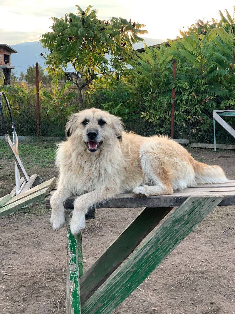 Patenschaften | Ein Herz für Hunde